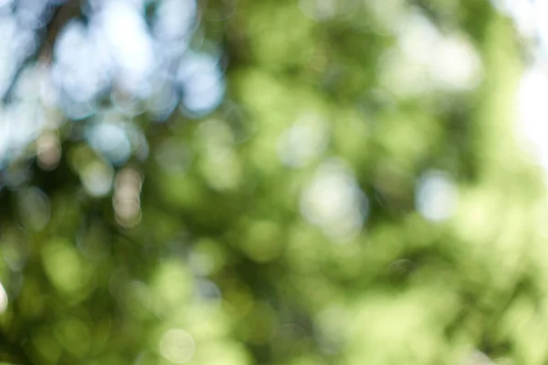 Unscharfes Foto Von Jungen Frühlingsbäumen Bei Strahlendem Sonnenschein Freien Frühlingshintergrund — Stockfoto