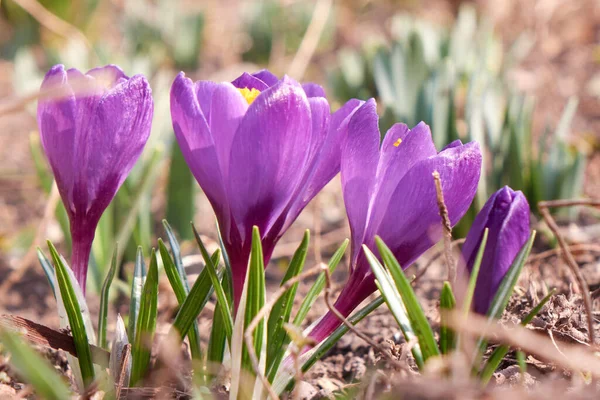 Zbliżenie Purpurowych Kwiatów Krokusa Rosnących Łące Jasnym Słońcu Tapeta Wiosenna — Zdjęcie stockowe