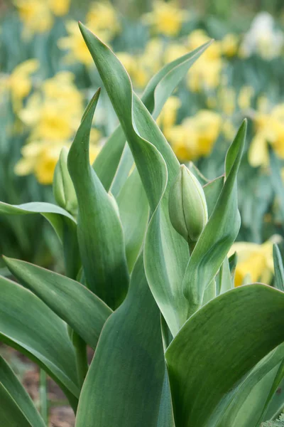 Close-up of closed green tulip bulb among fresh green leaves. Beautiful spring flower, soft focus with copy space.