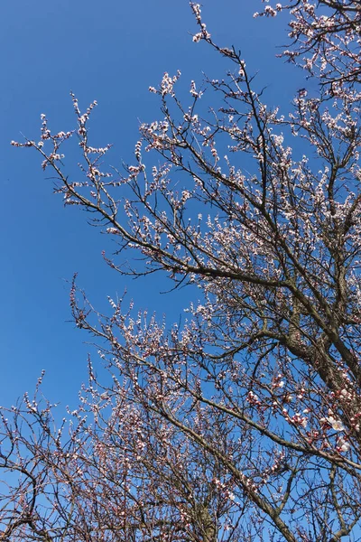 Bloeiende Kersenboom Met Selectieve Focus Tegen Blauwe Lucht Achtergrond Met Stockfoto