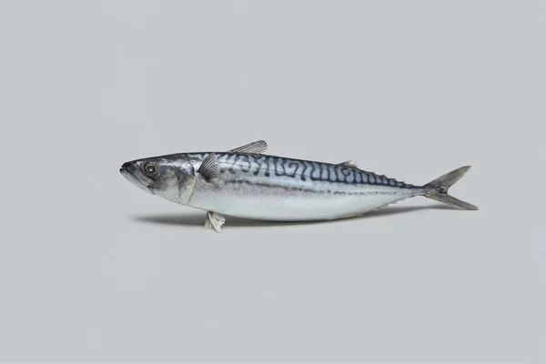 Fresh Atlantic Mackerel Gray Background Shadow Space Text Concept Fish — Stock Photo, Image