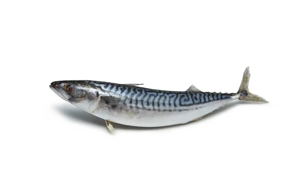 Whole Atlantic Mackerel White Background Shadow Copy Space Concept Organic — Stock Photo, Image