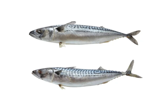 Δύο Ψάρια Σκουμπριού Απομονωμένα Λευκό Φόντο Χώρο Για Κείμενο Νόστιμα — Φωτογραφία Αρχείου