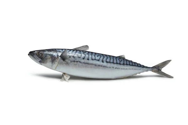 Ωμά Ψάρια Σκουμπρί Λευκό Φόντο Χώρο Για Κείμενο Και Σκιά — Φωτογραφία Αρχείου