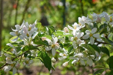 Elma ağacında yeşil yapraklarla çevrili dallarda güzel yemyeşil çiçekler. Bahar mevsiminde beyaz ve pembe çiçekleri kapat.