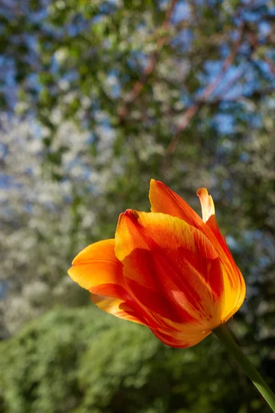 Cultivo Tulipán Con Tiernos Pétalos Naranja Sobre Fondo Borroso Árboles —  Fotos de Stock