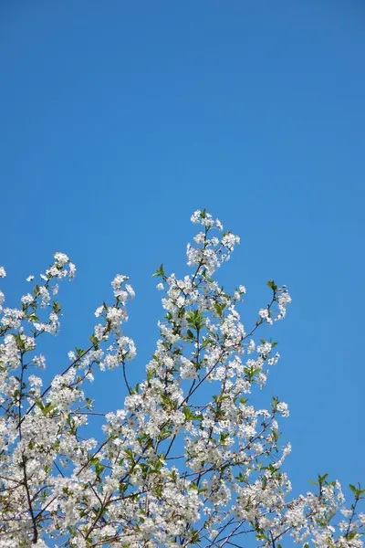 Низький Кут Зору Пишного Цвітіння Яблунь Над Прозорим Блакитним Небом — стокове фото