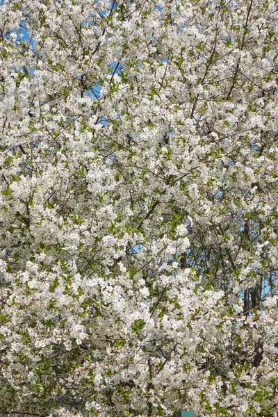 Elma Ağacında Yemyeşil Bahar Çiçeklerinin Doğal Kusursuz Arkaplanı Meyve Bahçesinde — Stok fotoğraf