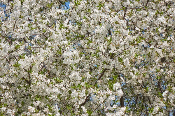Яблуні Білими Рожевими Квітами Гілках Під Час Весни Безшовний Візерунок — стокове фото