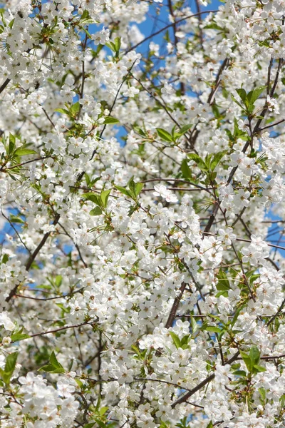 Ніжні Білі Квіти Прикрашають Гілки Яблуні Відкритому Повітрі Крупним Планом — стокове фото