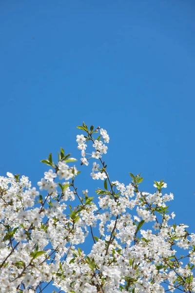 Appelboomtakken Vol Verse Bloesems Groen Blad Dat Zich Uitstrekt Naar — Stockfoto