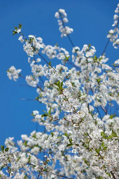 Arkaplanda Güzel Mavi Gökyüzü Olan Elma Ağacının Dallarında Açan Beyaz — Stok fotoğraf