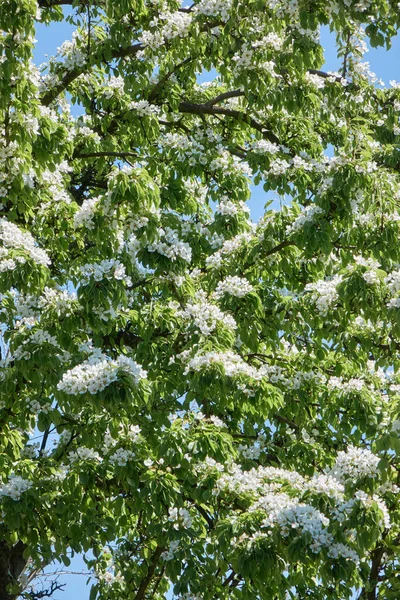 Naturalny Wzór Świeżych Kwiatów Zielonych Liści Rosnących Jabłoni Delikatne Białe — Zdjęcie stockowe