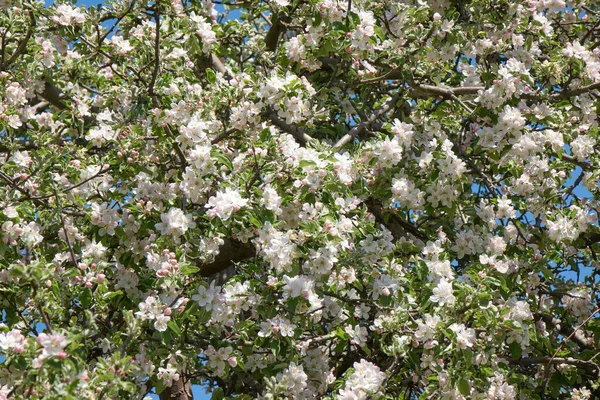 Bílé Květy Růžová Poupata Zelené Listy Zcela Zakryté Větve Venku — Stock fotografie