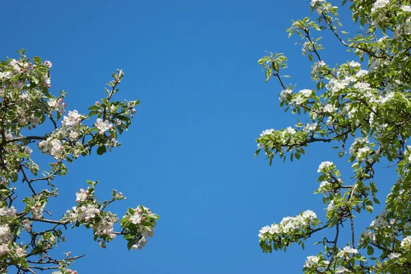 Primer Plano Las Ramas Los Manzanos Cubiertas Exuberantes Flores Blancas — Foto de Stock