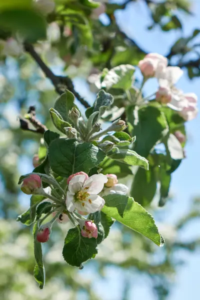 Zbliżenie Małe Różowe Pąki Otwierające Się Białym Kruche Kwiaty Podczas — Zdjęcie stockowe