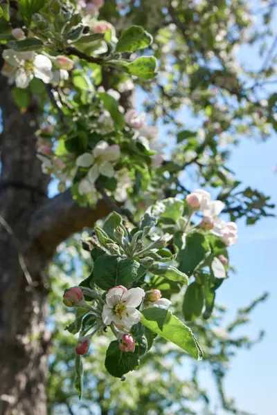 Voorjaarstuin Met Appelbomen Vol Witte Bloemen Groene Bladeren Takken Fascinerend — Stockfoto