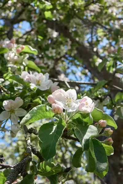 Appelboomgaard Met Aroma Witte Bloemen Takken Omgeven Door Weelderige Groene — Stockfoto