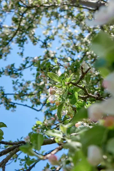 Bodem Uitzicht Appelboom Takken Versierd Met Weelderige Groene Bladeren Frisse — Stockfoto
