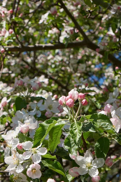 Gałęzie Jabłoni Naturalnie Ozdobione Bujną Zielenią Liści Świeżych Wiosennych Kwiatów — Zdjęcie stockowe