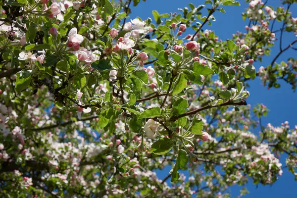 Sluiten Van Weelderige Verse Bloesems Groen Blad Groeien Appelboom Takken — Stockfoto