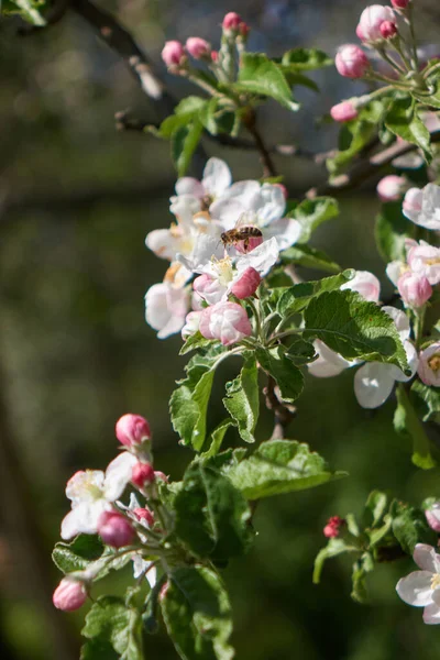 Vliegende Honingbij Verzamelt Nectar Van Tere Witte Bloemen Die Appelboom — Stockfoto