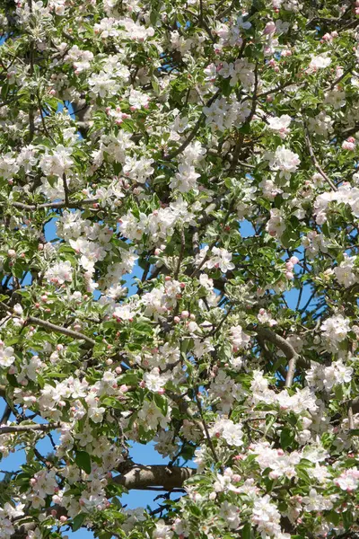 Jarní Květ Jabloně Zahradě Svěžími Bílými Květy Růžovými Pupeny Zelenými Stock Fotografie