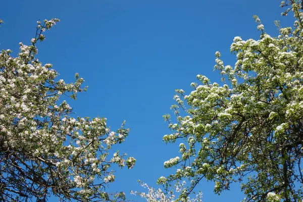 Üppige Frühjahrsblüte Zarter Weißer Blumen Auf Ästen Von Apfelbäumen Über Stockbild
