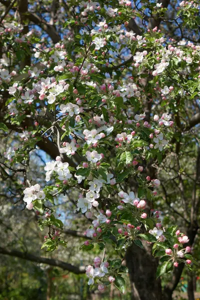 Schöne Frühjahrsblüte Von Apfelbäumen Bedeckt Mit Sattgrünen Blättern Und Frischen lizenzfreie Stockfotos