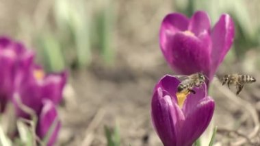 Mor krokus çiçeklerinden polen toplayan bal arıları. Açık havada açık mor timsahlar üzerinde uçan bal arıları. 