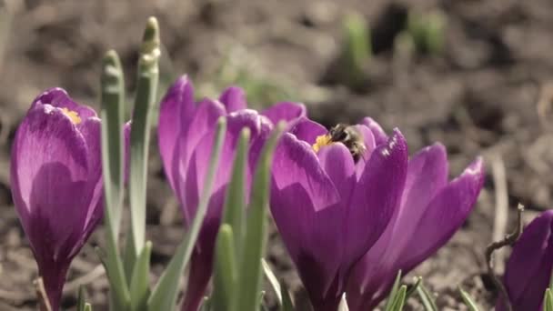 Les Abeilles Mellifères Recueillent Pollen Des Fleurs Crocus Violet Les — Video