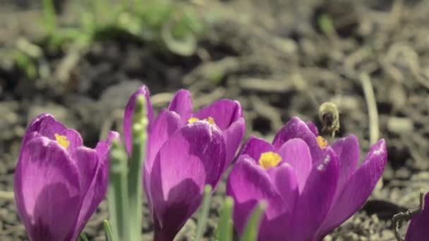 Honigbienen Sammeln Pollen Von Lila Krokusblüten Honigbienen Fliegen Über Leuchtend — Stockvideo