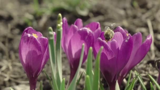 Honungsbin Samlar Pollen Från Lila Krokusblommor Honungsbin Flyger Över Ljusa — Stockvideo