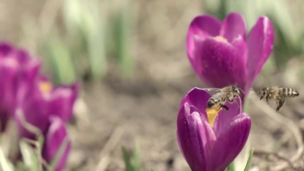 Honingbijen Verzamelen Stuifmeel Van Paarse Krokusbloesems Honingbijen Vliegen Helderpaarse Krokussen — Stockvideo