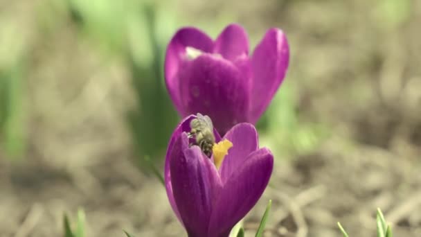Medonosné Včely Sbírají Pyl Fialových Krokusových Květů Med Včely Létající — Stock video