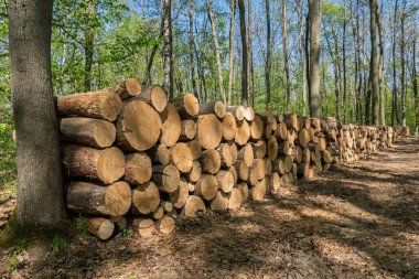 Parlak gün ışığı altında yeşil bir bahar ormanında toprak bir patika boyunca istiflenmiş düzgün düzenlenmiş kereste kütükleri..