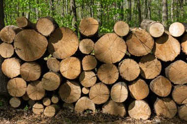 Bahar mevsiminde yemyeşil orman yapraklarıyla çevrili kesilmiş ağaç gövdelerinin ayrıntılı görüntüsü.