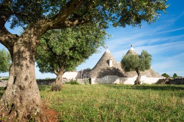 Güney İtalya 'da Puglia' da Alberobello yakınlarında mavi gökyüzü olan eski bir zeytin ağacının altında koni kiremit çatılı eski taş trulli evler.. 