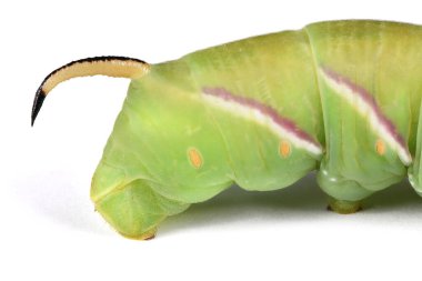 Yeşil tırtıl Privet şahin güvesi (Sphinx ligustri) ya da beyaz kelebek (Sphingidae). Yan görünüm.