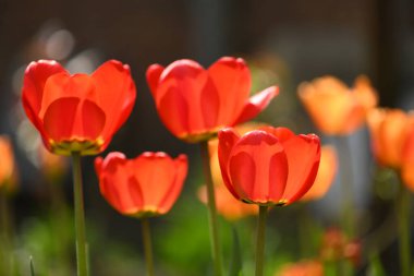 Çiçekli laleli çiçek tarhı. Bahçe için süs bitkisi ve çiçek tohumları. Bahçecilik ve çiçekçilik. Yüksek çözünürlüklü. Seçici odaklanma. Sığ alan derinliği.