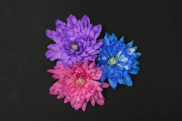 Siyah Zemin Üzerinde Pembe Mavi Mor Kasımpatı Çiçekleri Kasımpatı Indiumu — Stok fotoğraf