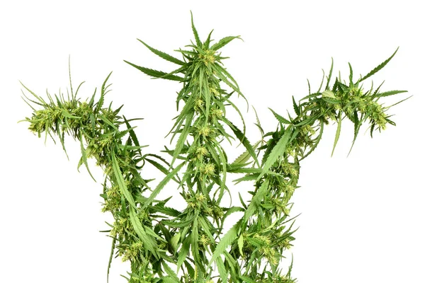 Marijuana Cannabis Branch White Background Marijuana Leaf Flowers High Resolution — Stock Photo, Image