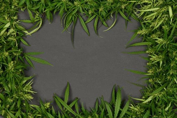 Négyzet Alakú Keret Marihuána Cannabis Levél Fekete Háttérrel Nagy Felbontású — Stock Fotó