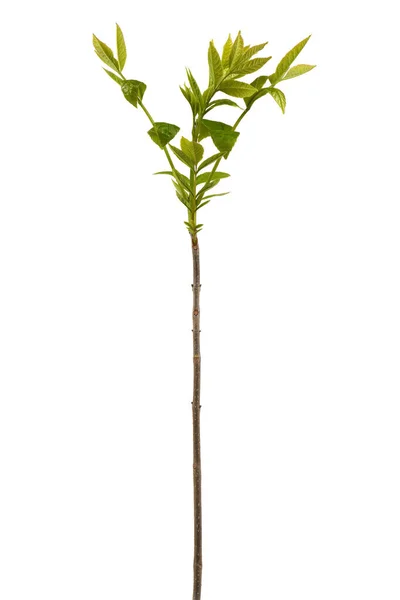 Jonge Asbladeren Close Van Common Ash Tree Leaves Geïsoleerd Witte — Stockfoto
