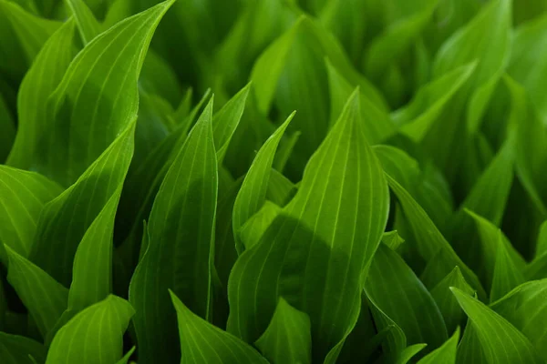 Young Hosta Leaves Spring Natural Background Hosta Leaves High Resolution — Stock Photo, Image