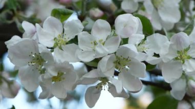 Bahar arkaplanı, beyaz kiraz çiçekleri. Kiraz çiçekleri açan doğal bir arka plan. Yan görüş. 4K UHD video görüntüsü 3840X2160.