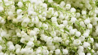 Vadi zambakları. Vadi çiçeklerinin zambaklarından oluşan bir arka plan. Yan görüş. 4K UHD video görüntüsü 3840X2160.