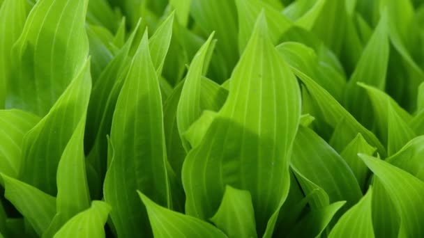 Bunch Green Onions Black Background Side View Uhd Video Footage — Stock Video