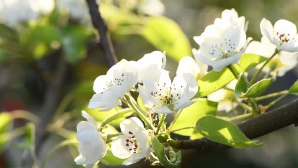 Fundo Primavera Flores Brancas Maçã Fundo Natural Com Flores Maçã — Vídeo de Stock