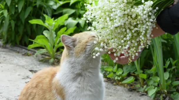 Γάτα Μυρίζει Κρίνο Από Λουλούδια Της Κοιλάδας Στο Πάνω Μέρος — Αρχείο Βίντεο